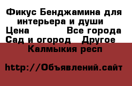 Фикус Бенджамина для интерьера и души › Цена ­ 2 900 - Все города Сад и огород » Другое   . Калмыкия респ.